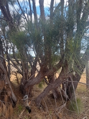 Allocasuarina fraseriana