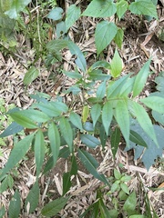 Tetradium glabrifolium