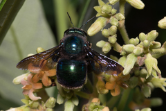 Xylocopa bombylans