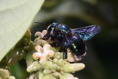 Xylocopa bombylans