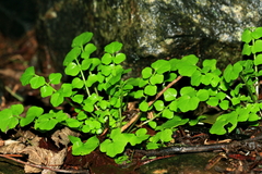 Cardamine flexuosa