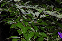 Celtis tetrandra
