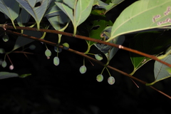 Celtis tetrandra