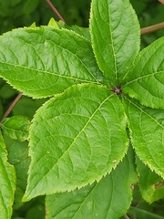 Eleutherococcus sessiliflorus