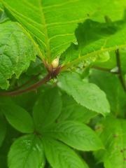 Eleutherococcus sessiliflorus