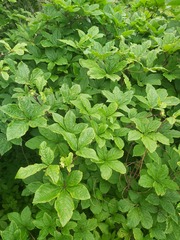 Eleutherococcus sessiliflorus