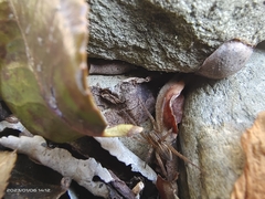 Pardosa pseudoannulata