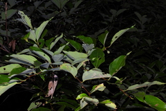 Celtis tetrandra