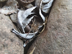 Pardosa pseudoannulata