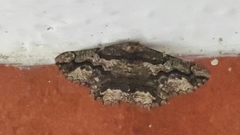 Menophra japygiaria