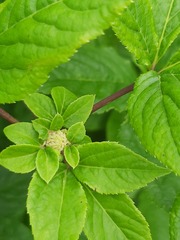 Eleutherococcus sessiliflorus