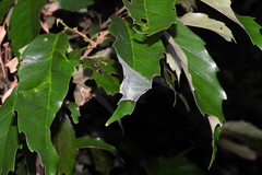 Castanopsis formosana