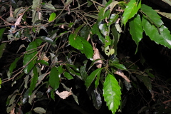 Castanopsis formosana