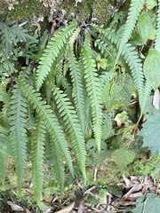 Phegopteris decursive-pinnata