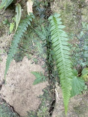 Phegopteris decursive-pinnata