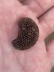 Hexagonia tenuis