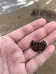 Hexagonia tenuis