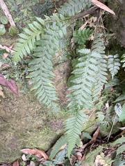 Phegopteris decursive-pinnata