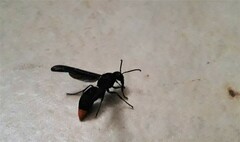 Synagris