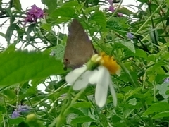 Deudorix epijarbas