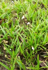 Utricularia caerulea