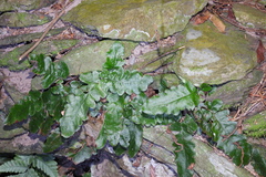 Tectaria zeilanica