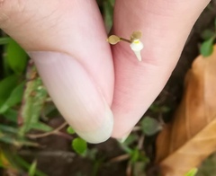 Utricularia caerulea