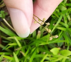 Utricularia caerulea