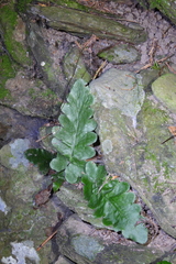 Tectaria zeilanica