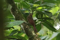 Dendrocolaptes sanctithomae