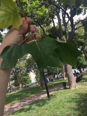 Liriodendron tulipifera