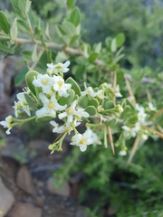 Gymnosporia buxifolia