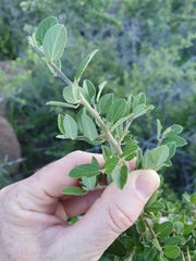 Gymnosporia buxifolia