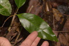 Celastrus subspicatus