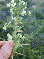 Gymnosporia buxifolia