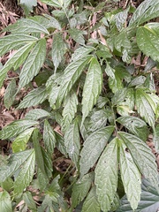 Elatostema lineolatum