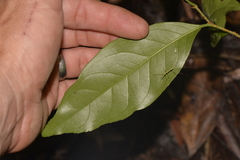 Celastrus subspicatus