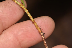 Celastrus subspicatus