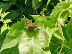 Deudorix epijarbas