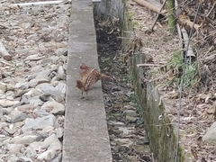 Bambusicola thoracicus