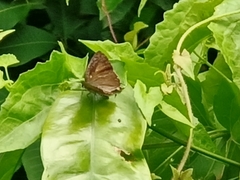 Deudorix epijarbas