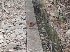 Bambusicola thoracicus