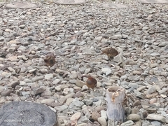 Bambusicola thoracicus