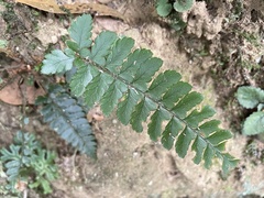 Polystichum biaristatum