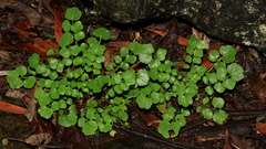Cardamine flexuosa