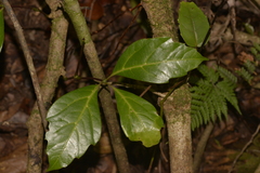 Cissus sterculiifolia