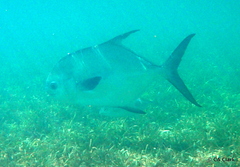 Trachinotus falcatus