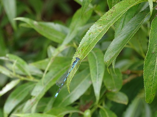 Variable Bluet, 9479 Noordlaren, Nederland, photo 10 of 10