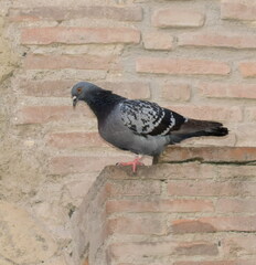 Columba livia domestica