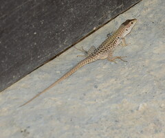 Podarcis siculus